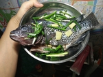 海鱼