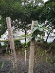 树苗