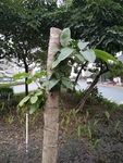树苗