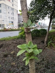 树苗