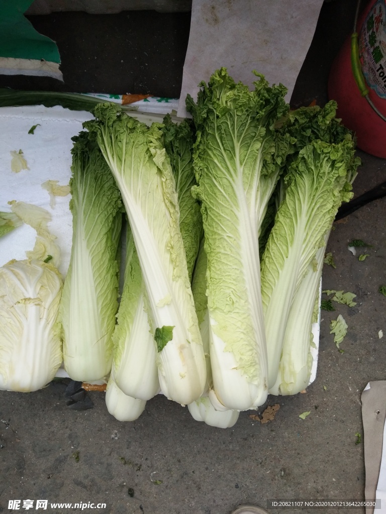 白菜