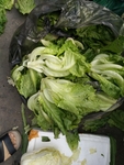 生菜
