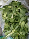 菜心
