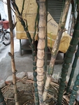 竹