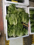 生菜