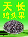 鸡头果