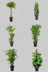 绿色植物盆栽