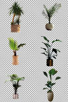 绿色植物盆栽