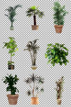 绿色植物盆栽
