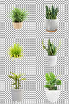 室内大叶植物盆栽