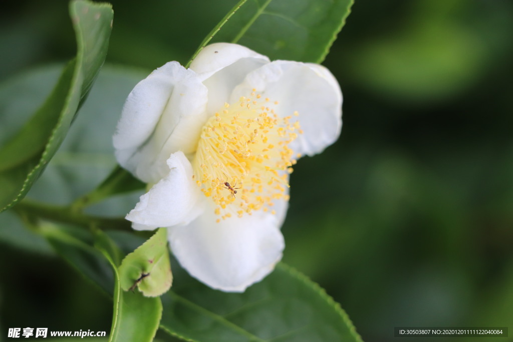 茶花