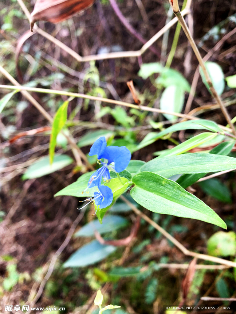 鸭跖草