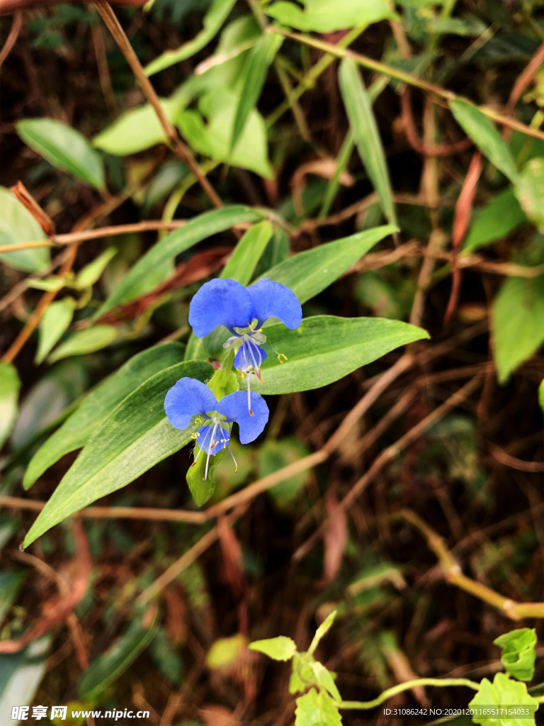 蓝色野花