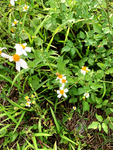 小白花