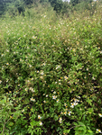 鬼针草