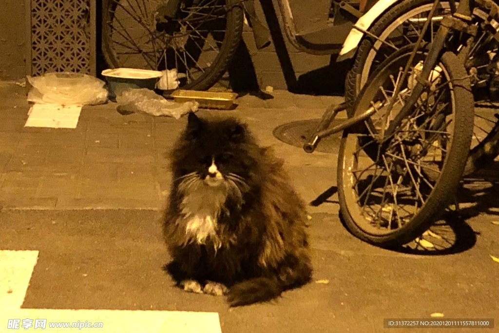 胡同里的猫