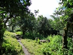 茶山茶树
