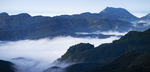 茶山茶树