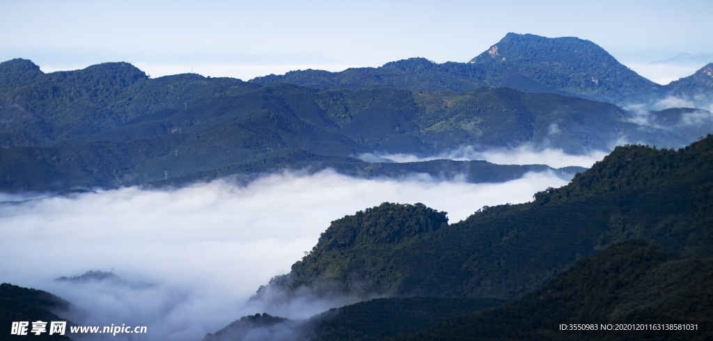 茶山茶树