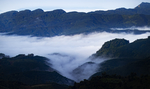 茶山茶树