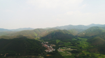 茶山茶树