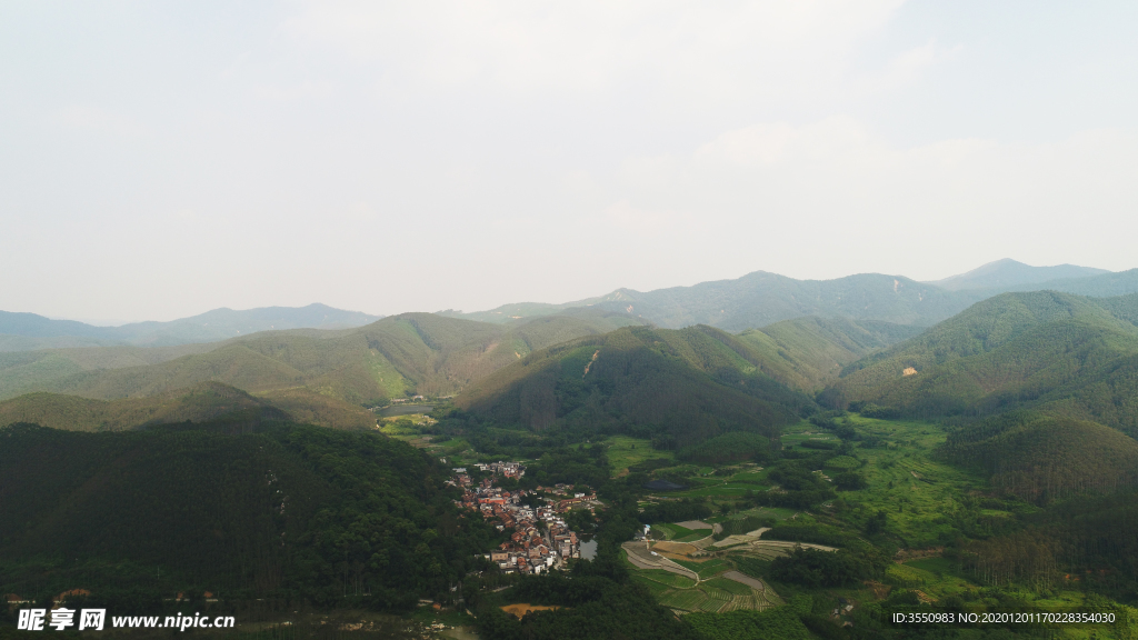 茶山茶树