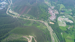 茶山茶树