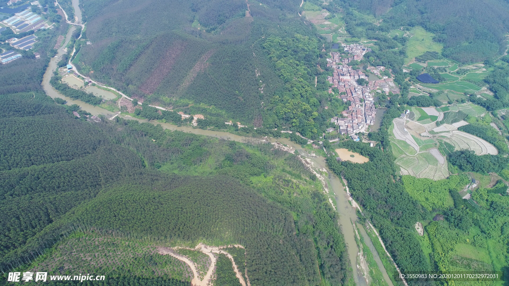 茶山茶树