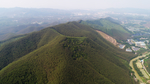 茶山茶树