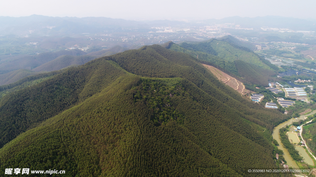 茶山茶树