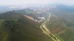 茶山茶树