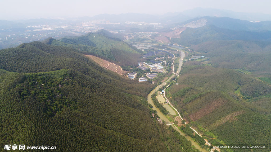 茶山茶树