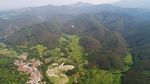 茶山茶树