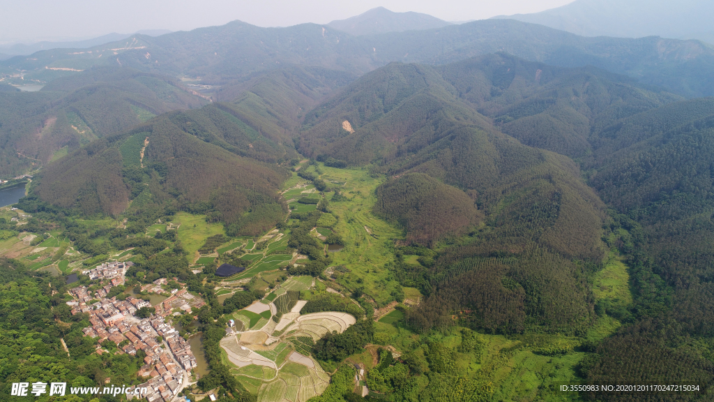 茶山茶树