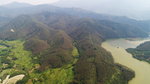 茶山茶树
