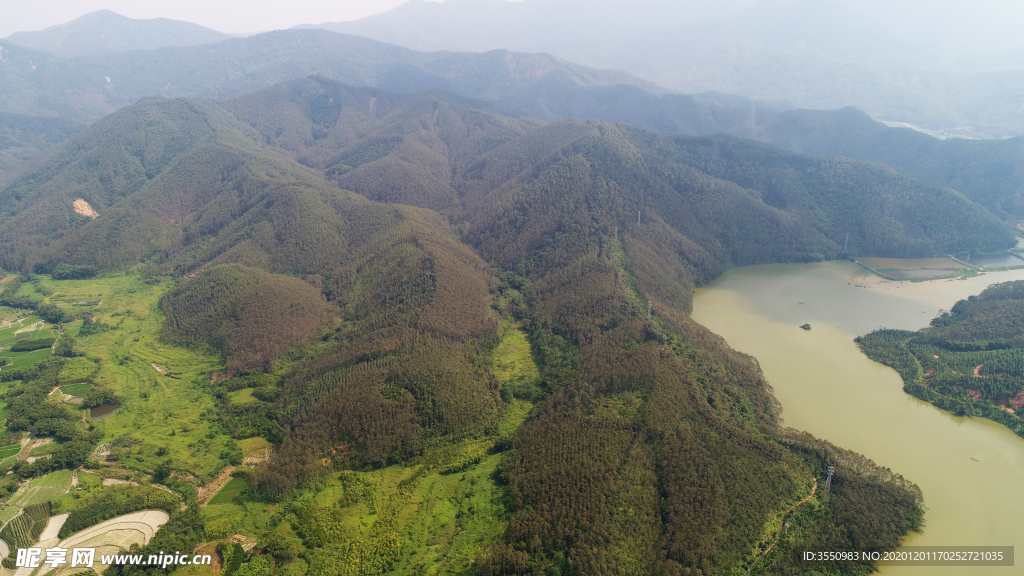 茶山茶树