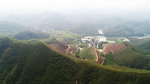 茶山茶树