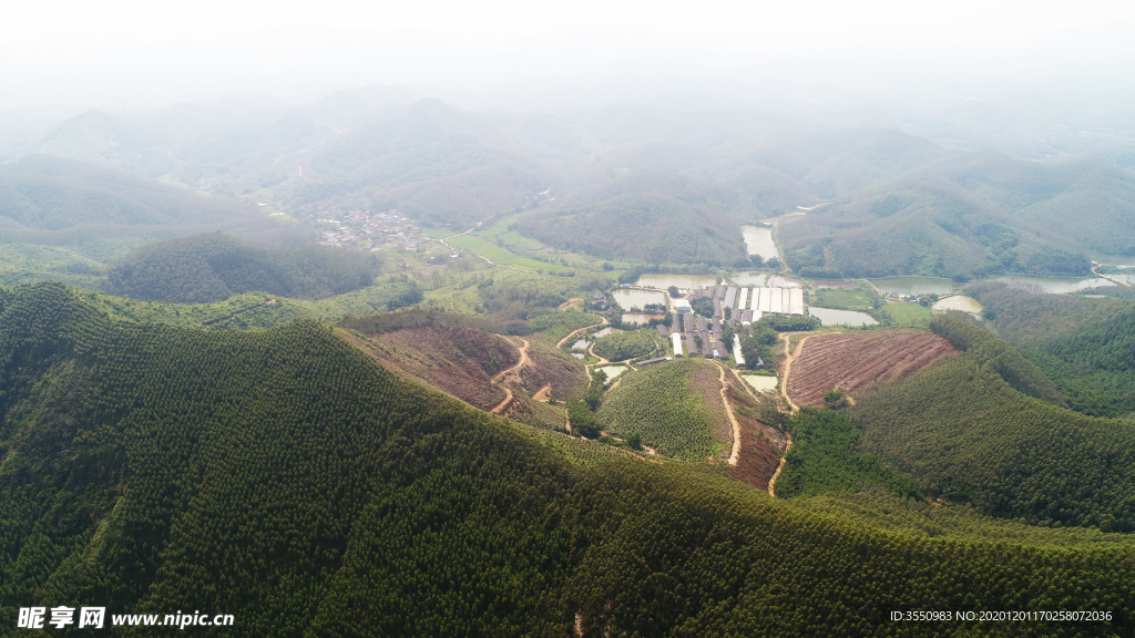 茶山茶树