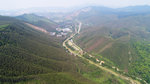 茶山茶树