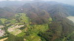 茶山茶树