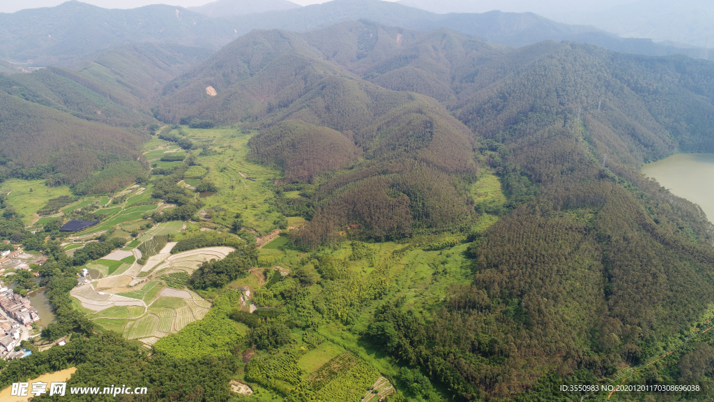 茶山茶树