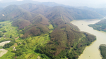 茶山茶树