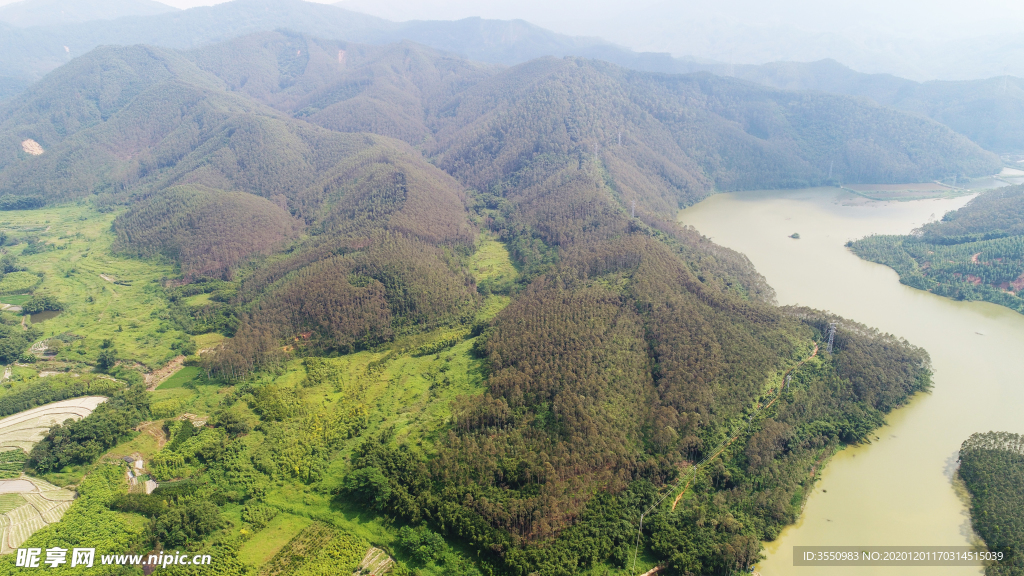 茶山茶树