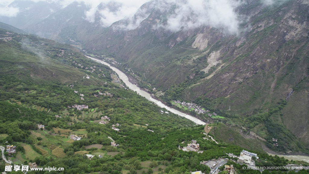 茶山茶树