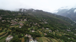 茶山茶树