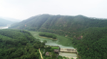 茶山茶树