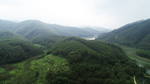 茶山茶树