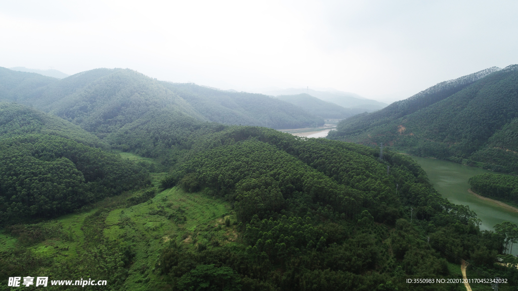 茶山茶树