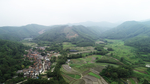茶山茶树