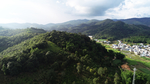 茶山茶树